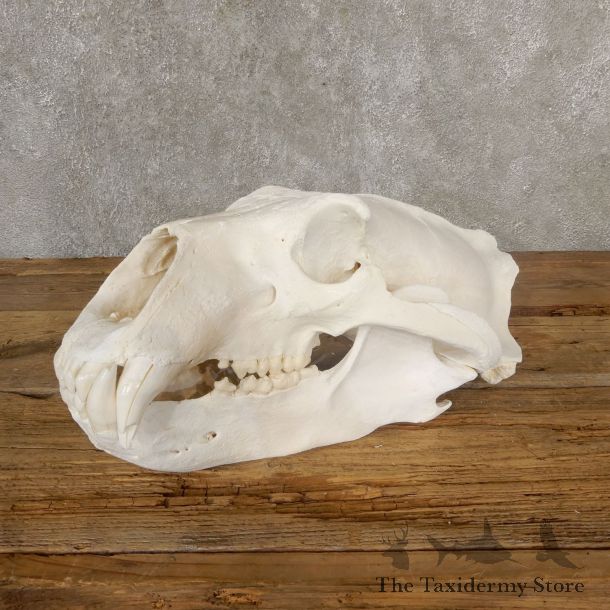 Polar Bear Taxidermy Skull Mount For Sale #19265 @ The Taxidermy Store