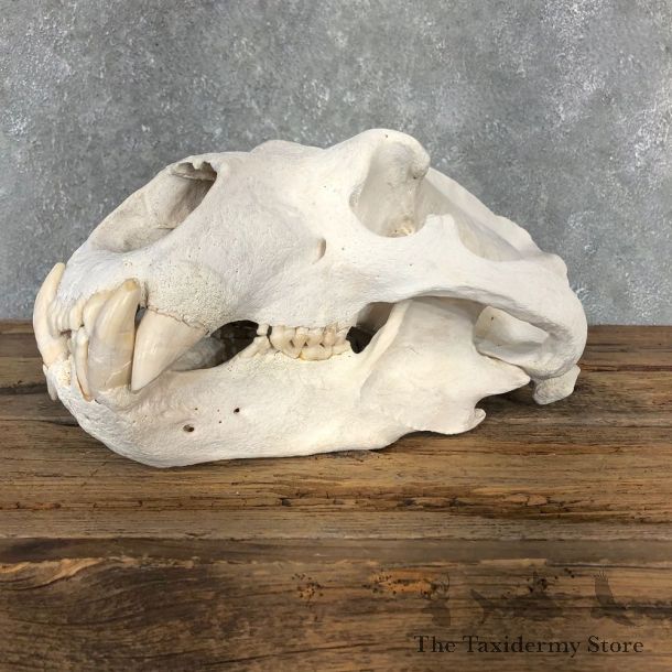 Polar Bear Taxidermy Skull Mount For Sale #20356 @ The Taxidermy Store
