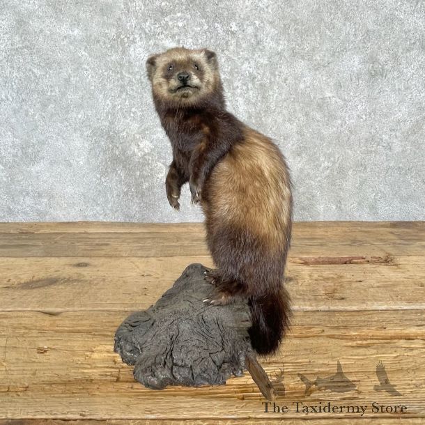 Polecat Life-Size Mount For Sale #27200 @ The Taxidermy Store