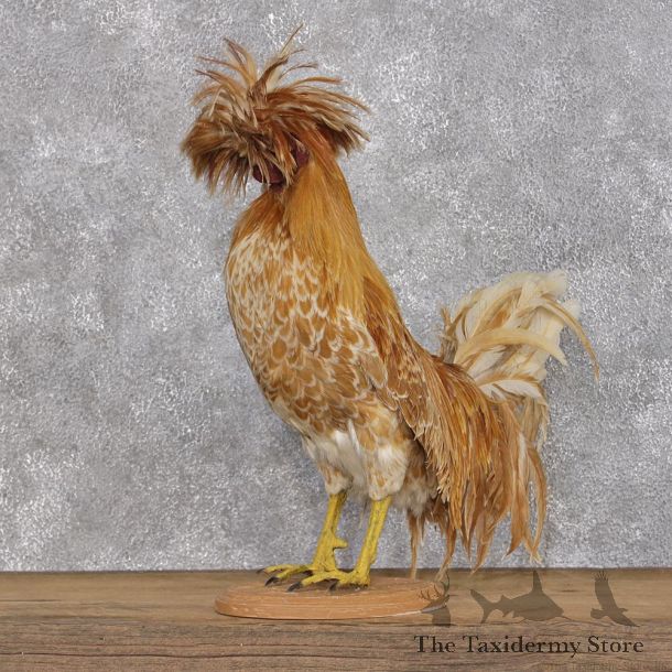 Buff Laced Polish Chicken Rooster Taxidermy Mount #12388 For Sale @ The Taxidermy Store