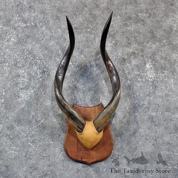 African Nyala Horn Plaque #10610 - For Sale @ The Taxidermy Store