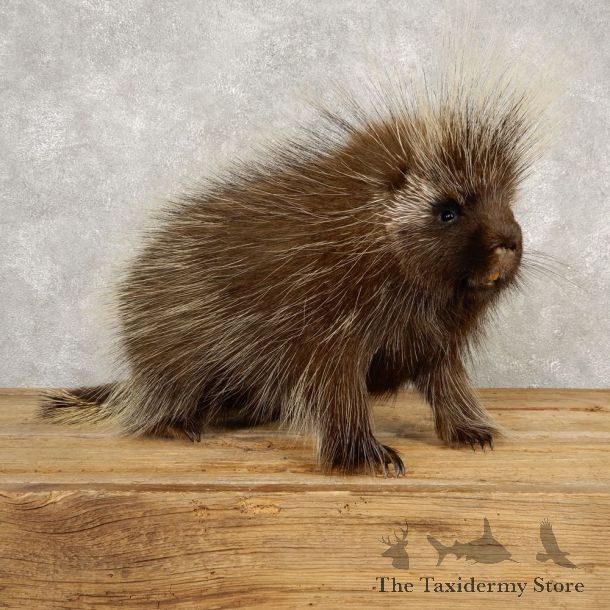 Porcupine Life-Size Mount For Sale #20390 @ The Taxidermy Store