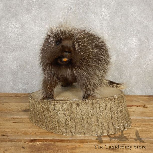 Porcupine Life-Size Mount For Sale #20391 @ The Taxidermy Store