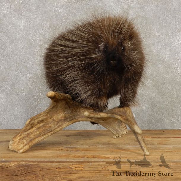 Porcupine Life-Size Mount For Sale #20392 @ The Taxidermy Store
