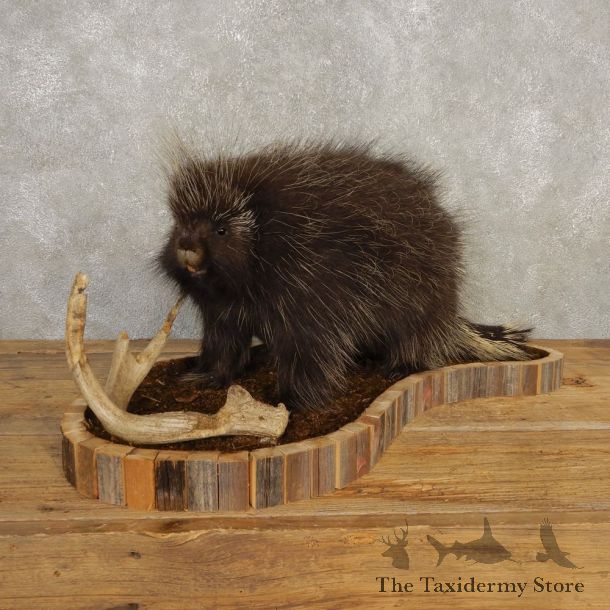 Porcupine Life-Size Mount For Sale #20401 @ The Taxidermy Store