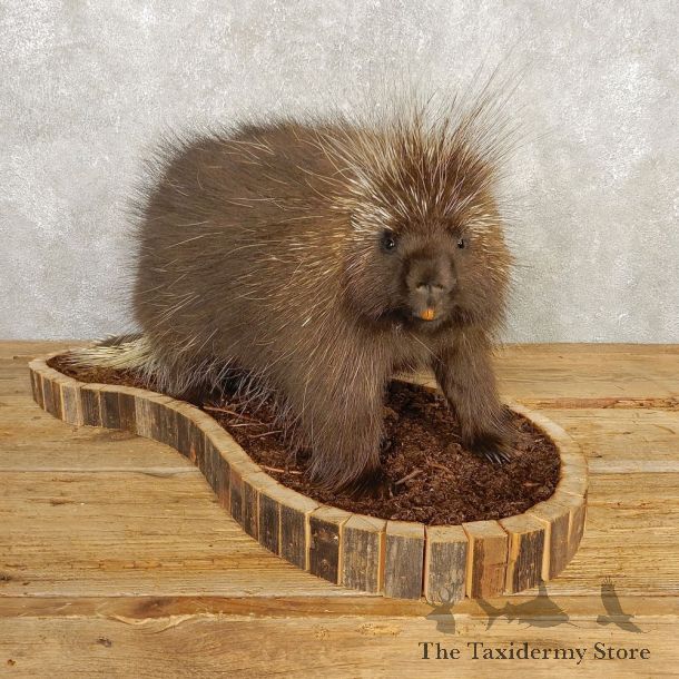 Porcupine Life-Size Mount For Sale #20402 @ The Taxidermy Store