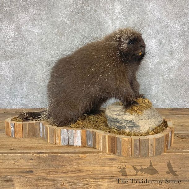 Porcupine Life-Size Mount For Sale #22367 @ The Taxidermy Store