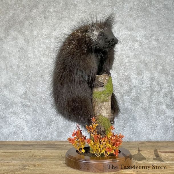 Porcupine Life-Size Mount For Sale #28247 - The Taxidermy Store