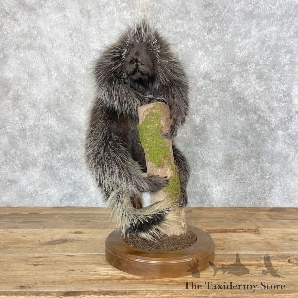 Porcupine Life-Size Mount For Sale #28676 - The Taxidermy Store