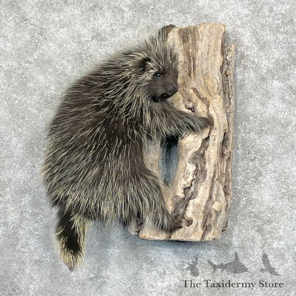 Porcupine Life-Size Mount For Sale #28696 - The Taxidermy Store