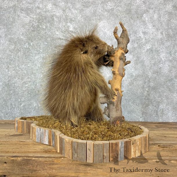 Porcupine Life-Size Taxidermy Mount For Sale #23177 @ The Taxidermy Store