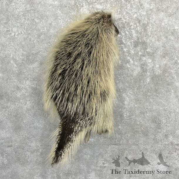 Porcupine Life-Size Taxidermy Mount For Sale #27285 - The Taxidermy Store