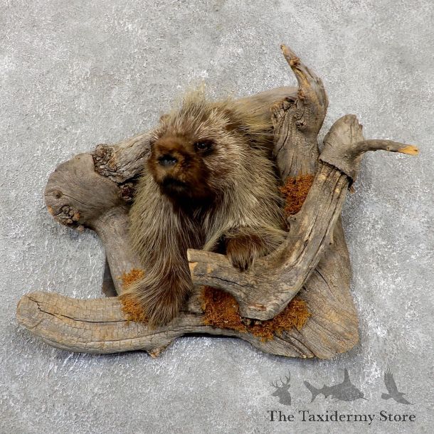 Porcupine Shoulder Taxidermy Mount #19403 For Sale @ The Taxidermy Store