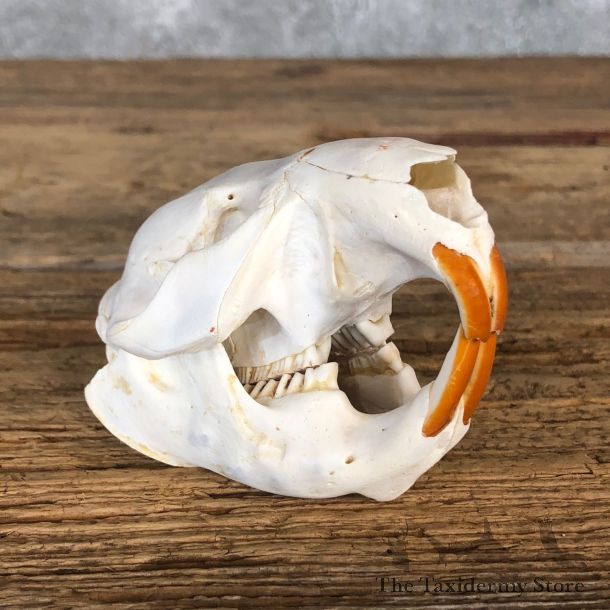 Porcupine Skull Mount For Sale #19856 @ The Taxidermy Store