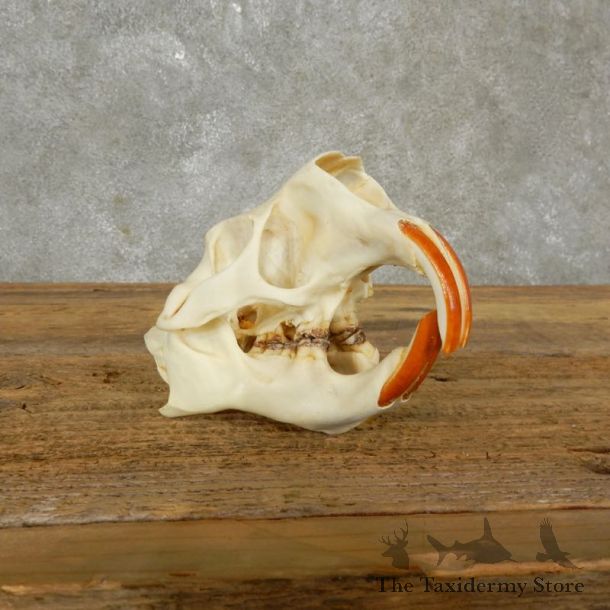 Porcupine Skull Mount For Sale #17493 @ The Taxidermy Store