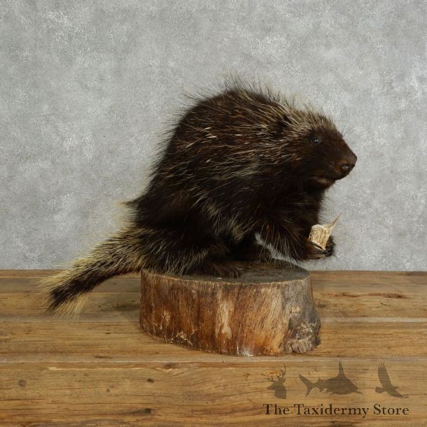 Porcupine Life Size Taxidermy #17049 For Sale @ The Taxidermy Store