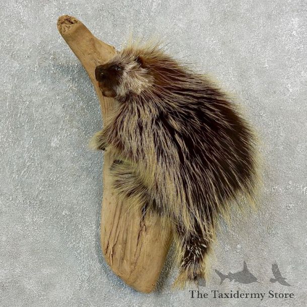 Climbing Porcupine Life-Size Mount For Sale #17674 @ The Taxidermy Store