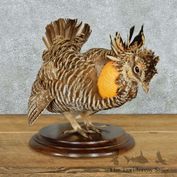 Standing Greater Prairie Chicken Taxidermy #13059 For Sale @ The Taxidermy Store