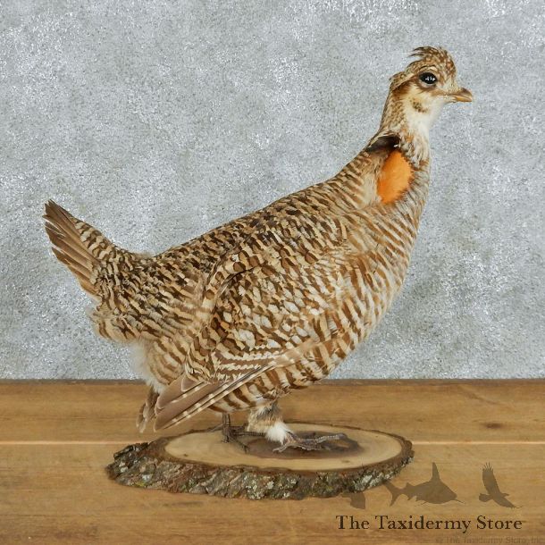 Greater Prairie Chicken Life-Size Taxidermy Mount #13060 For Sale @ The Taxidermy Store