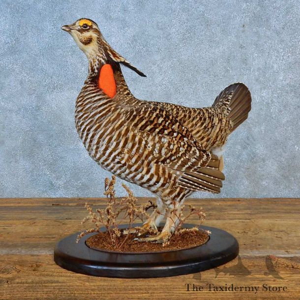 Greater Prairie Chicken Bird Mount For Sale #15563 @ The Taxidermy Store