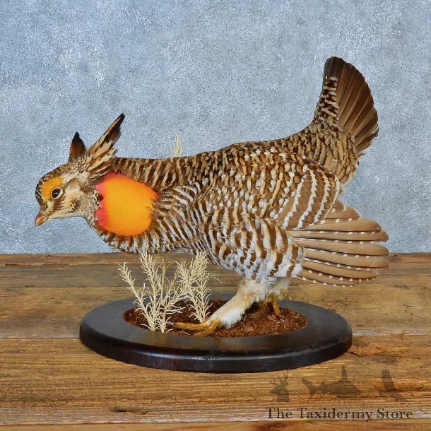 Greater Prairie Chicken Bird Mount For Sale #15564 @ The Taxidermy Store