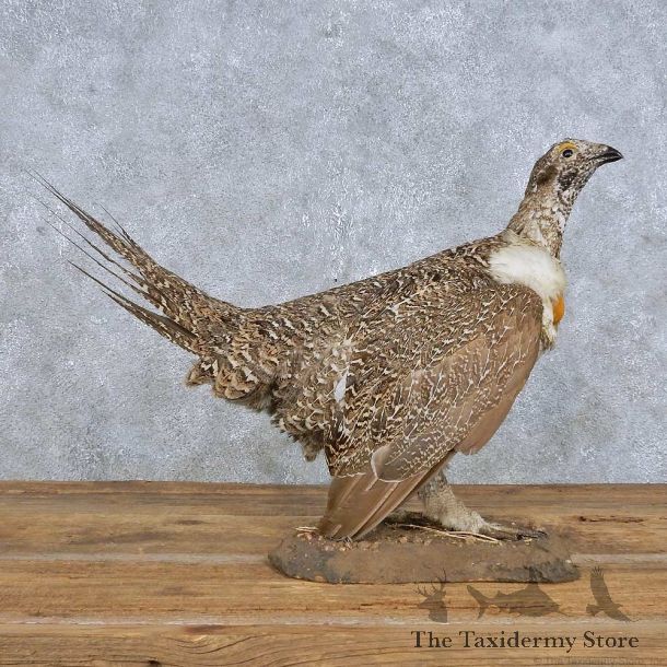 Sage Grouse Bird Mount For Sale #14827 @ The Taxidermy Store