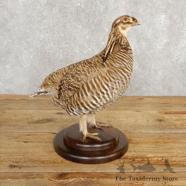Prairie Chicken Bird Mount For Sale #20242 @ The Taxidermy Store