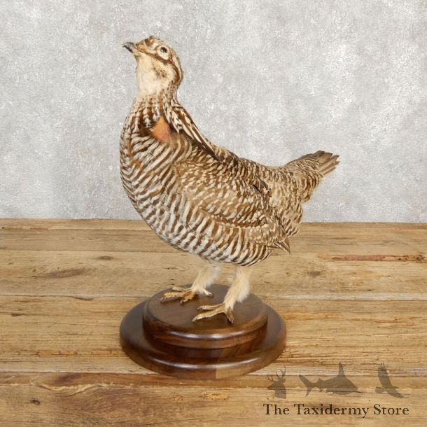 Prairie Chicken Bird Mount For Sale #20243 @ The Taxidermy Store