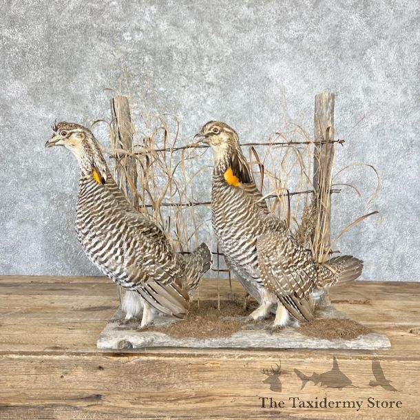 Prairie Chicken Bird Mount For Sale #26662 @ The Taxidermy Store