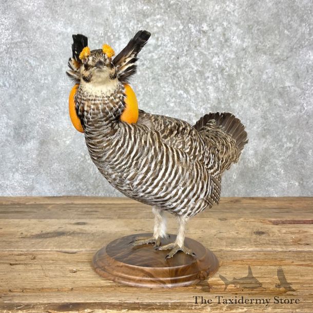 Prairie Chicken Bird Mount For Sale #27175 @ The Taxidermy Store