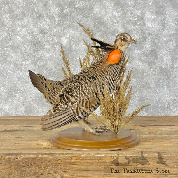 Prairie Chicken Bird Mount For Sale #28407 @ The Taxidermy Store