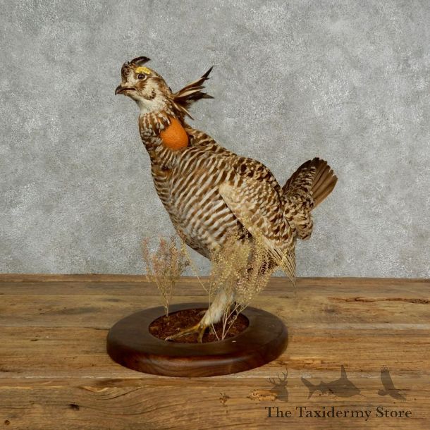 Prairie Chicken Bird Mount For Sale #17027 @ The Taxidermy Store