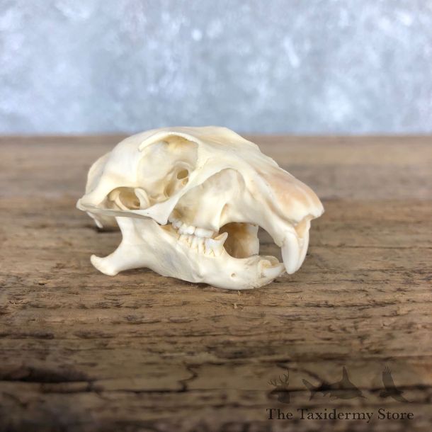 Prairie Dog Full Skull Taxidermy Mount #19832 For Sale @ The Taxidermy Store
