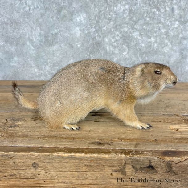 Prairie Dog Life-Size Mount For Sale #27970 @ The Taxidermy Store
