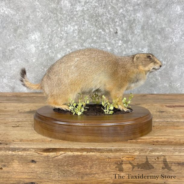 Prairie Dog Life-Size Mount For Sale #27971 @ The Taxidermy Store