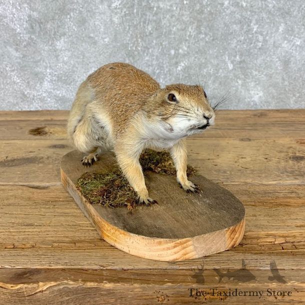 Prairie Dog Life-Size Taxidermy Mount #21492 For Sale @ The Taxidermy Store