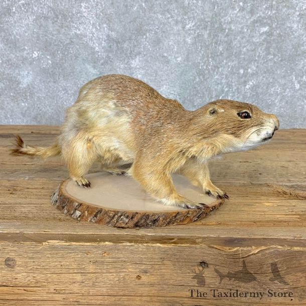 Prairie Dog Prop Taxidermy Mount #21773 For Sale @ The Taxidermy Store