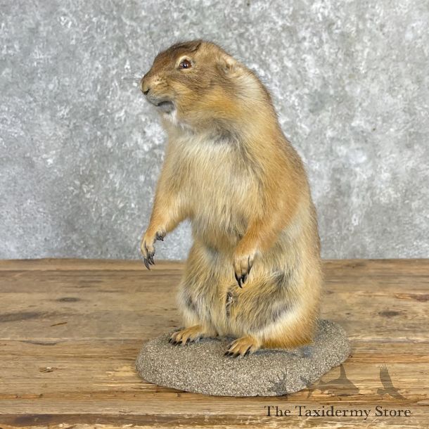 Prairie Dog Prop Taxidermy Mount For Sale #27178 @ The Taxidermy Store