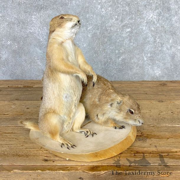 Prairie Dog Set Life-Size Taxidermy Mount #21772 For Sale @ The Taxidermy Store