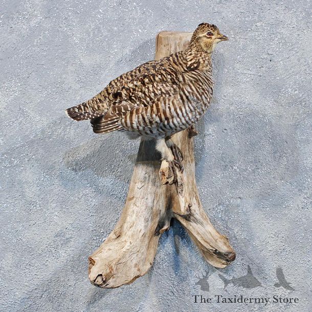 Prairie Chicken Grouse Mount #10095 For Sale @ The Taxidermy Store