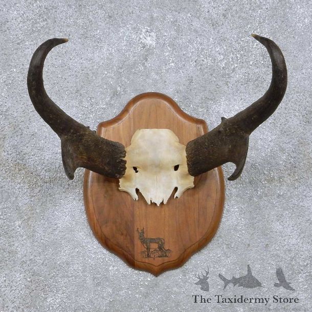 Pronghorn Antelope Horn Plaque For Sale #14068 @ The Taxidermy Store