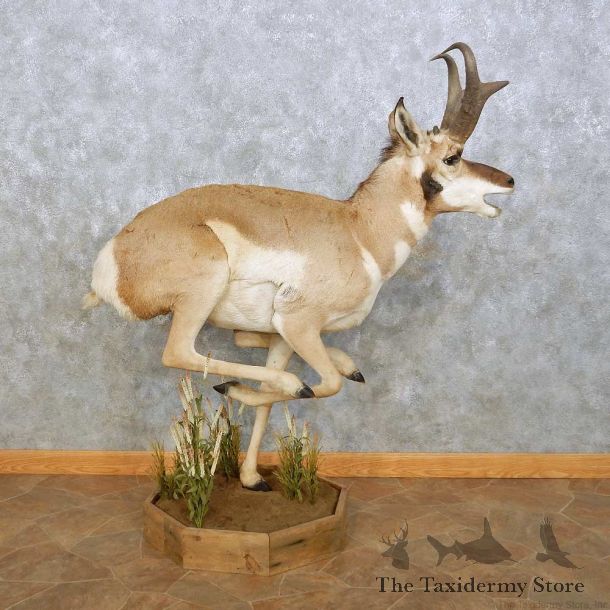 Pronghorn Antelope Life Size Taxidermy Mount For Sale #14076 For Sale @ The Taxidermy Store