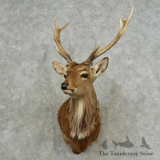 Sika Deer Shoulder Mount For Sale #16763 @ The Taxidermy Store