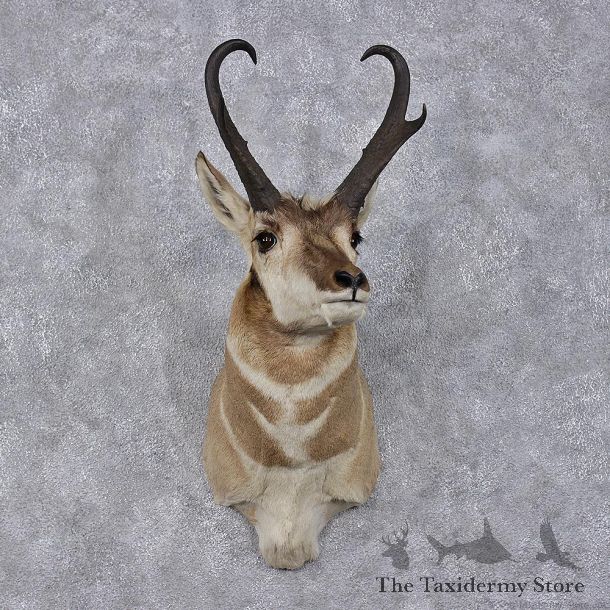Pronghorn Antelope Shoulder Taxidermy Mount #12470 For Sale @ The Taxidermy Store