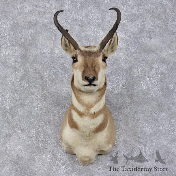 Pronghorn Antelope Taxidermy Shoulder Mount #12482 For Sale @ The Taxidermy Store