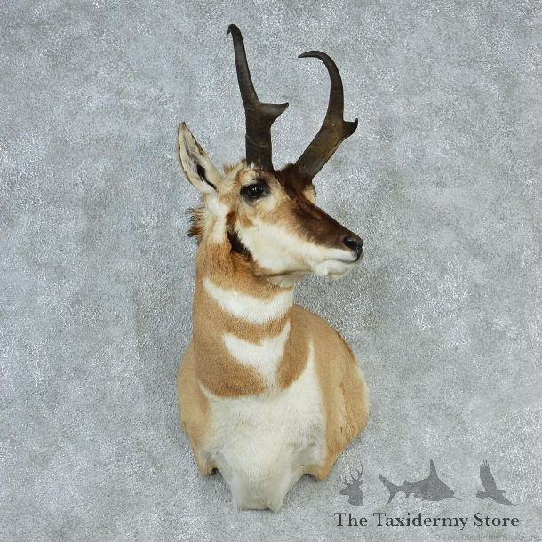 Pronghorn Antelope Shoulder Taxidermy Mount #12766 For Sale @ The Taxidermy Store