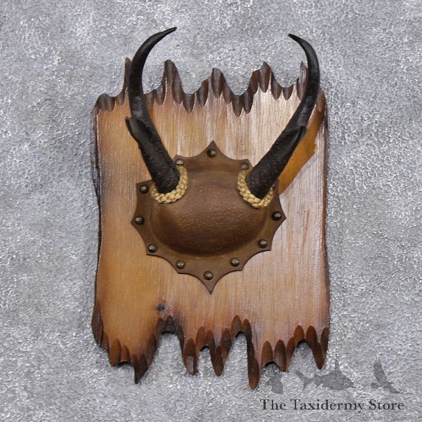 Pronghorn Antelope Taxidermy Leather Horn Plaque Mount #10939 For Sale @ The Taxidermy Store