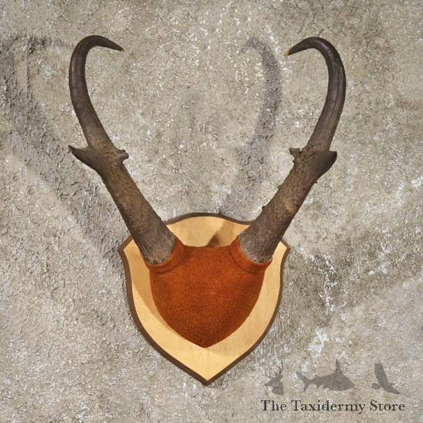 Pronghorn Antelope Horn Plaque #10815 - The Taxidermy Store