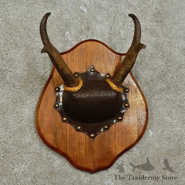 Pronghorn Antelope Horn Plaque For Sale #15940 @ The Taxidermy Store