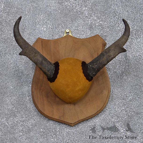 Pronghorn Antelope Taxidermy Horn Plaque #12382 For Sale @ The Taxidermy Store